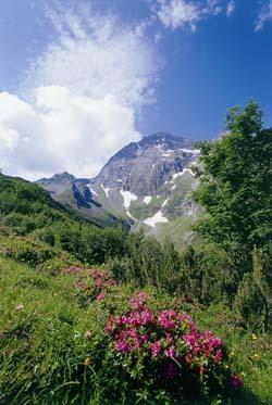 Gaestehaus Danler Neustift im Stubaital Exterior foto